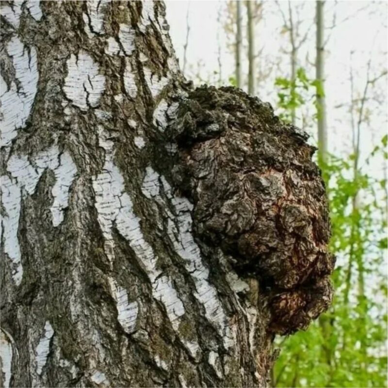 ЧАГА (БЕРЕЗОВЫЙ ГРИБ), 100 ГР.