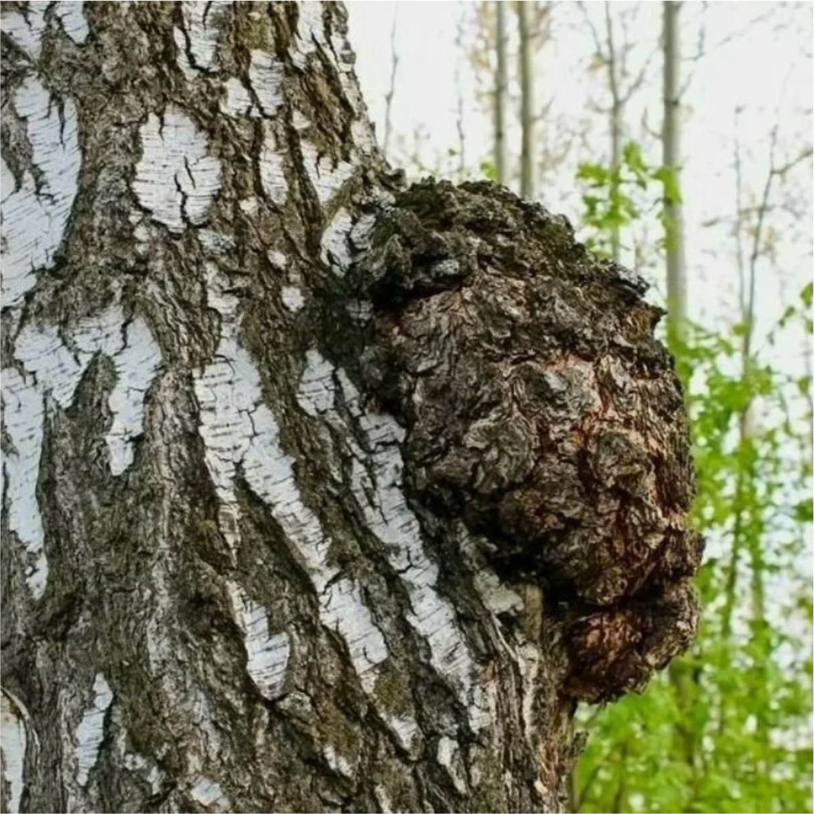 ЧАГА (БЕРЕЗОВЫЙ ГРИБ), 100 ГР.